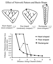 Wide basins will have have more tributary effects compared to linear basins