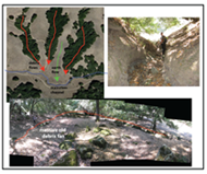 Debris flows are a major source of sediment in the Sinbad Creek watershed, with a debris fan at the bottom of every tributary
