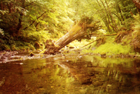 Old growth wood in SW Oregon