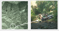 Debris flow sources of wood to streams in old growth forests of SW Oregon