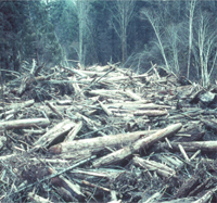 Debris jam at bottom of torrent in SF Cedar Creek, Oregon, from Swanson and Leinkaemper 1978